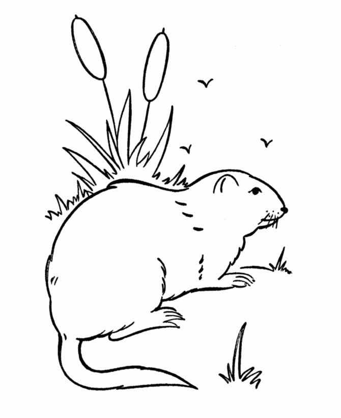 Groundhog Colouring Page Coloring Home
