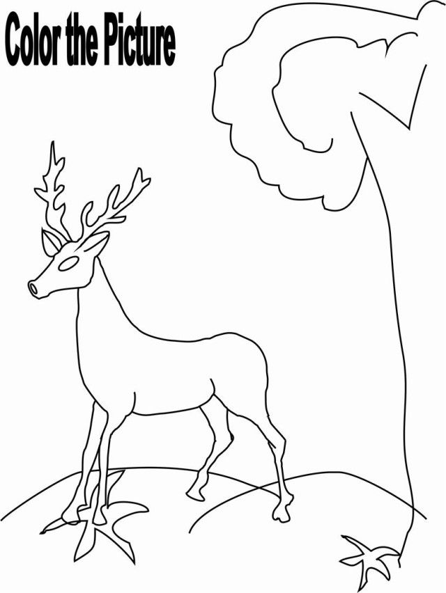 Educational Deer Coloring Page For Kids Animals Worksheets - Coloring Home