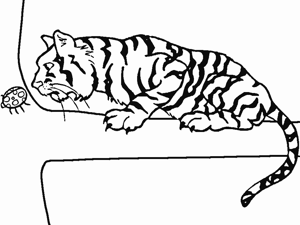 Printable Tigers Tiger8 Animals Coloring Pages