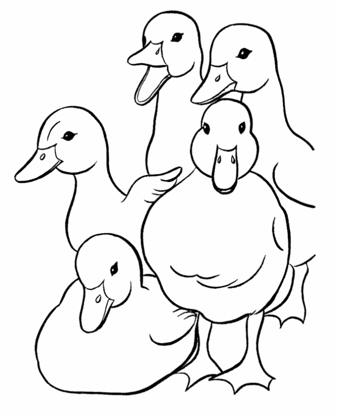 Duck Coloring Page : Printable Coloring Book Sheet Online for Kids 