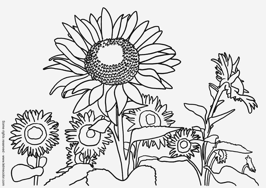 Coloring page sunflowers - img 13835.
