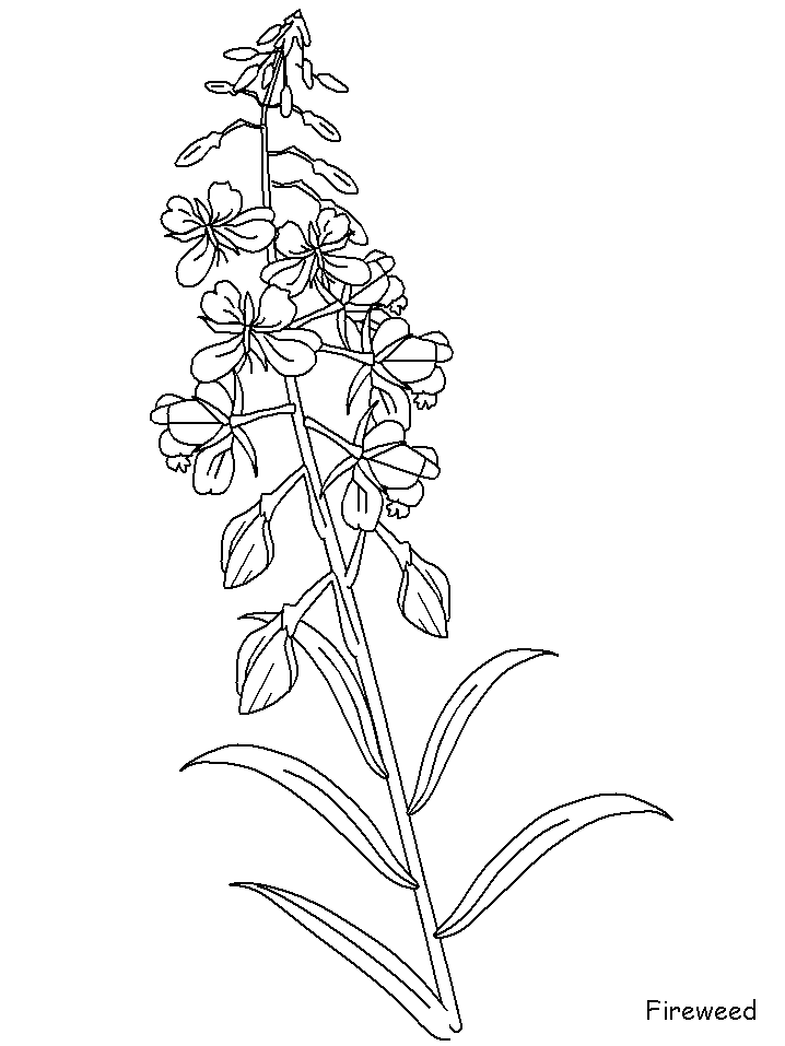 Printable Fireweed Flowers Coloring Pages - Coloringpagebook.com