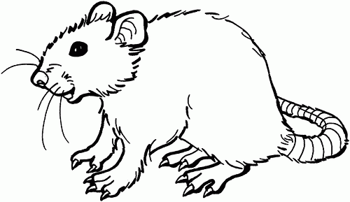 smiling-rat-coloring-page | Flickr - Photo Sharing!