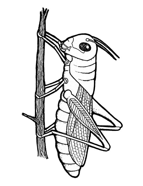Grasshopper Coloring Page | Clipart Panda - Free Clipart Images