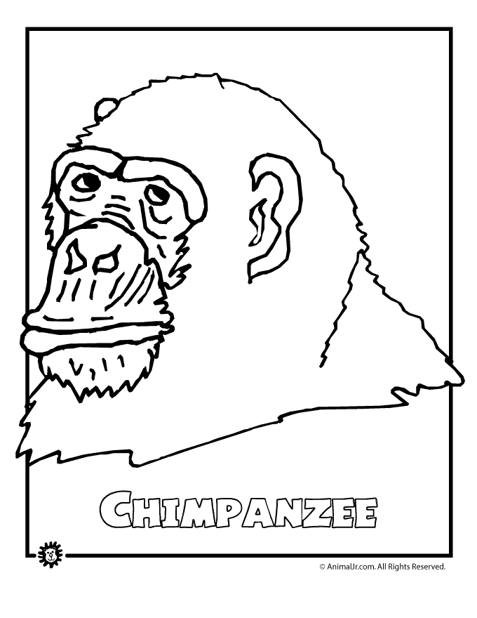 endangered-rainforest-chimp | Classroom Jr.