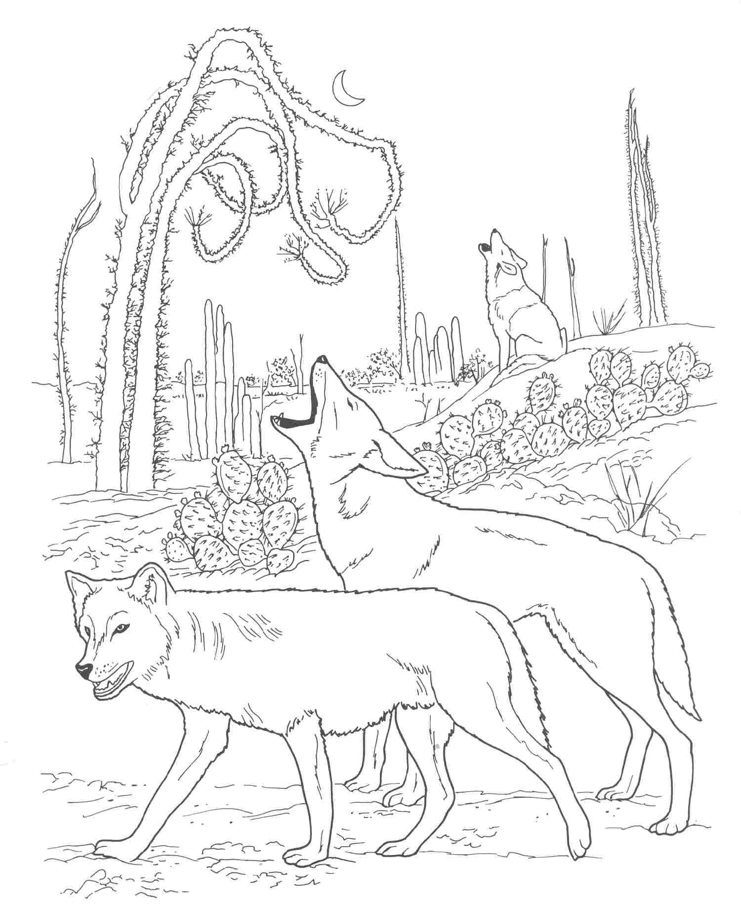 Free Desert Animals Coloring Page Coyote