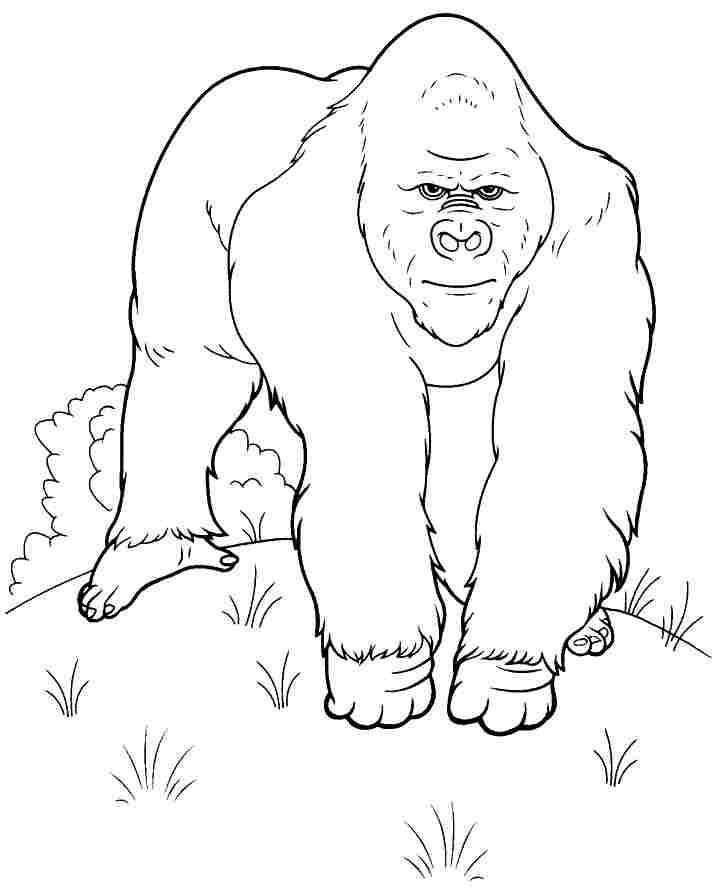 little gorilla Colouring Pages