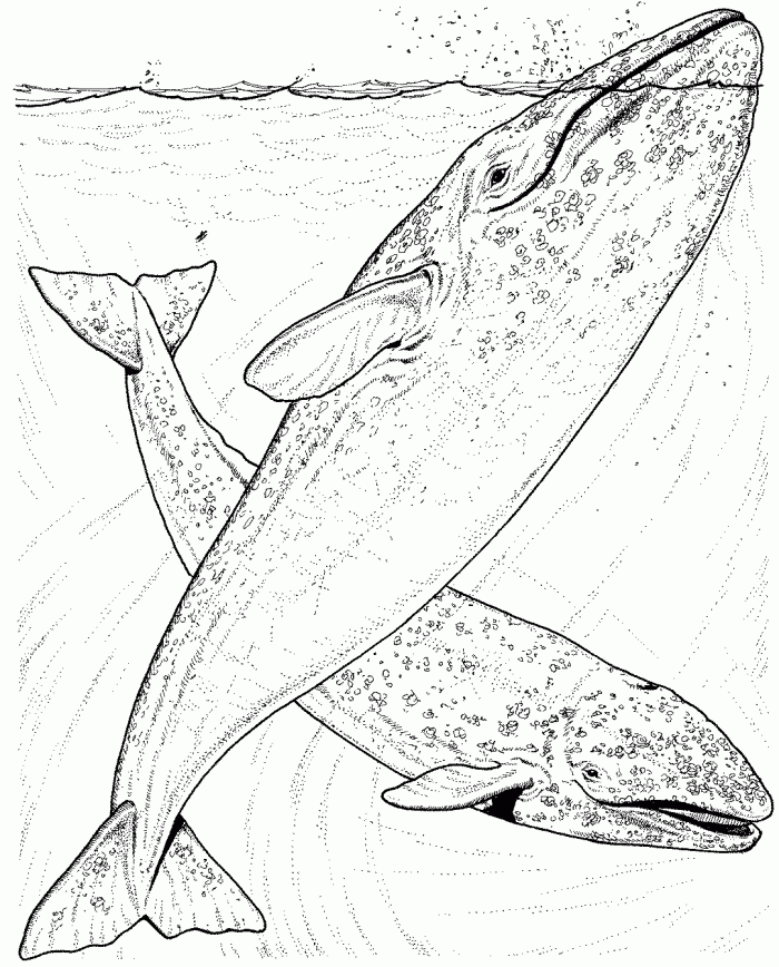 Humpback Whale Coloring Page Kids | 99coloring.