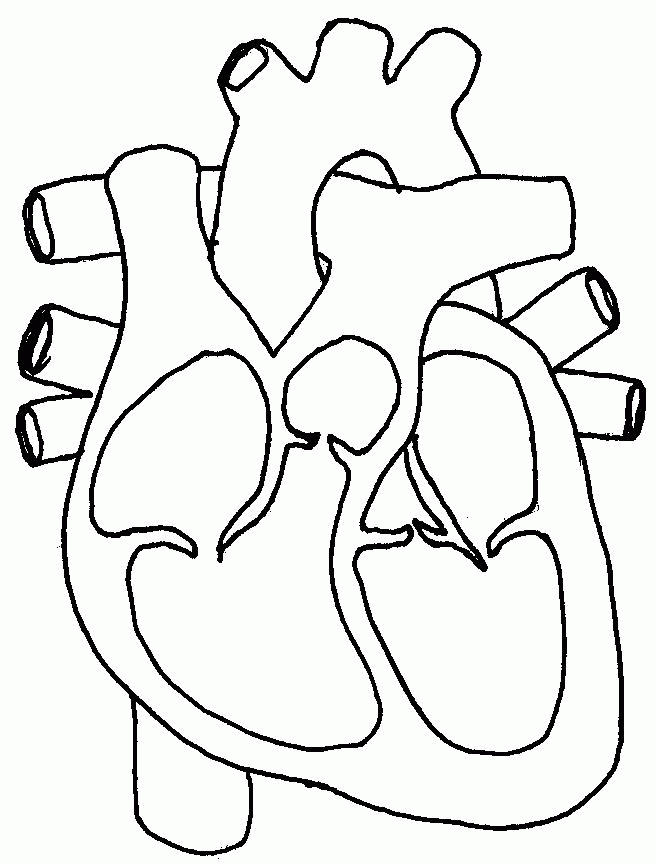 circulatory system for kids coloring pages coloring home