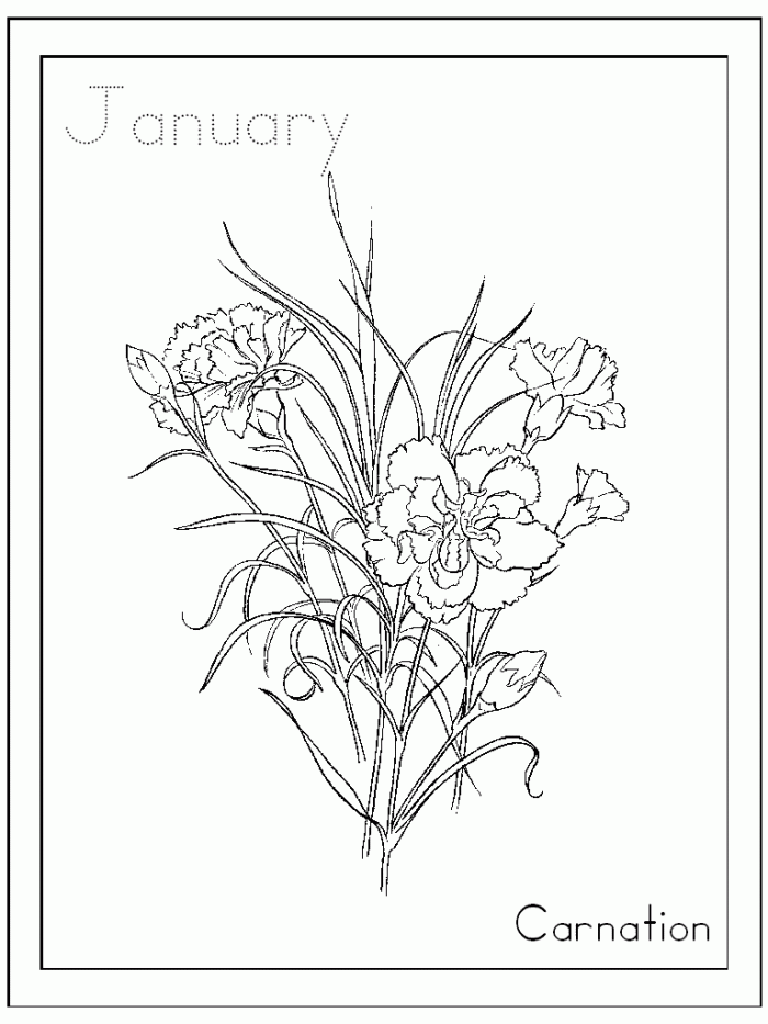 Carnation Coloring Page Educations