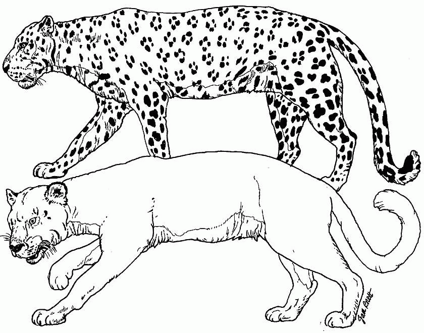 Cheetah Coloring Pages To Print - Coloring Home
