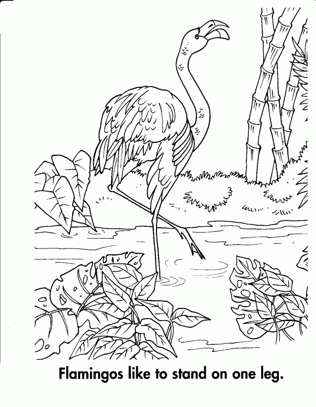 Flamingo Animals Habitats Coloring Pages Id 88749 Uncategorized 