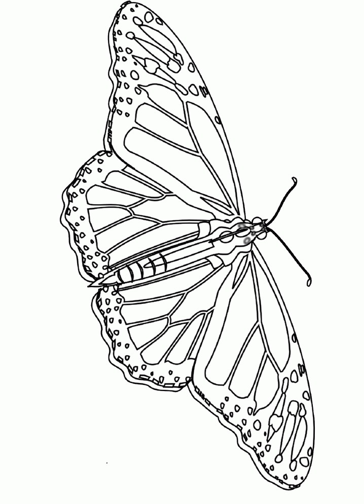 Monarch Butterfly Coloring Pages - Butterflies Coloring Pages 