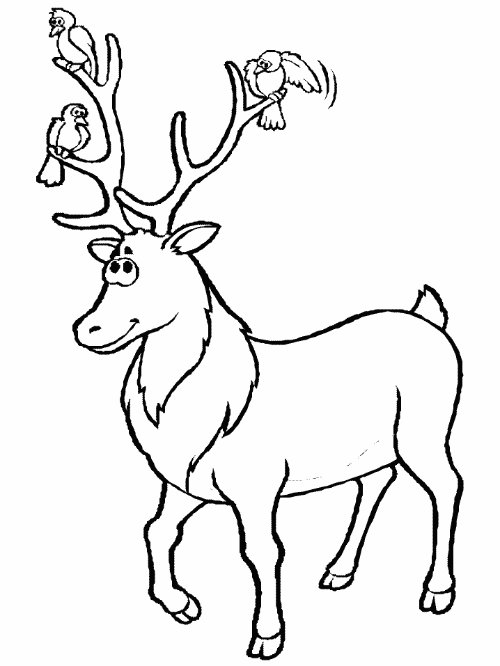 Whitetail Deer Coloring Pages - Coloring Home