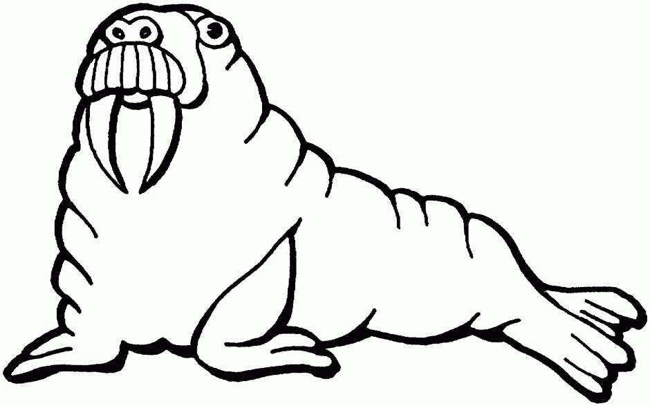Free Walrus Coloring Pages 90777 Walrus Coloring Pages