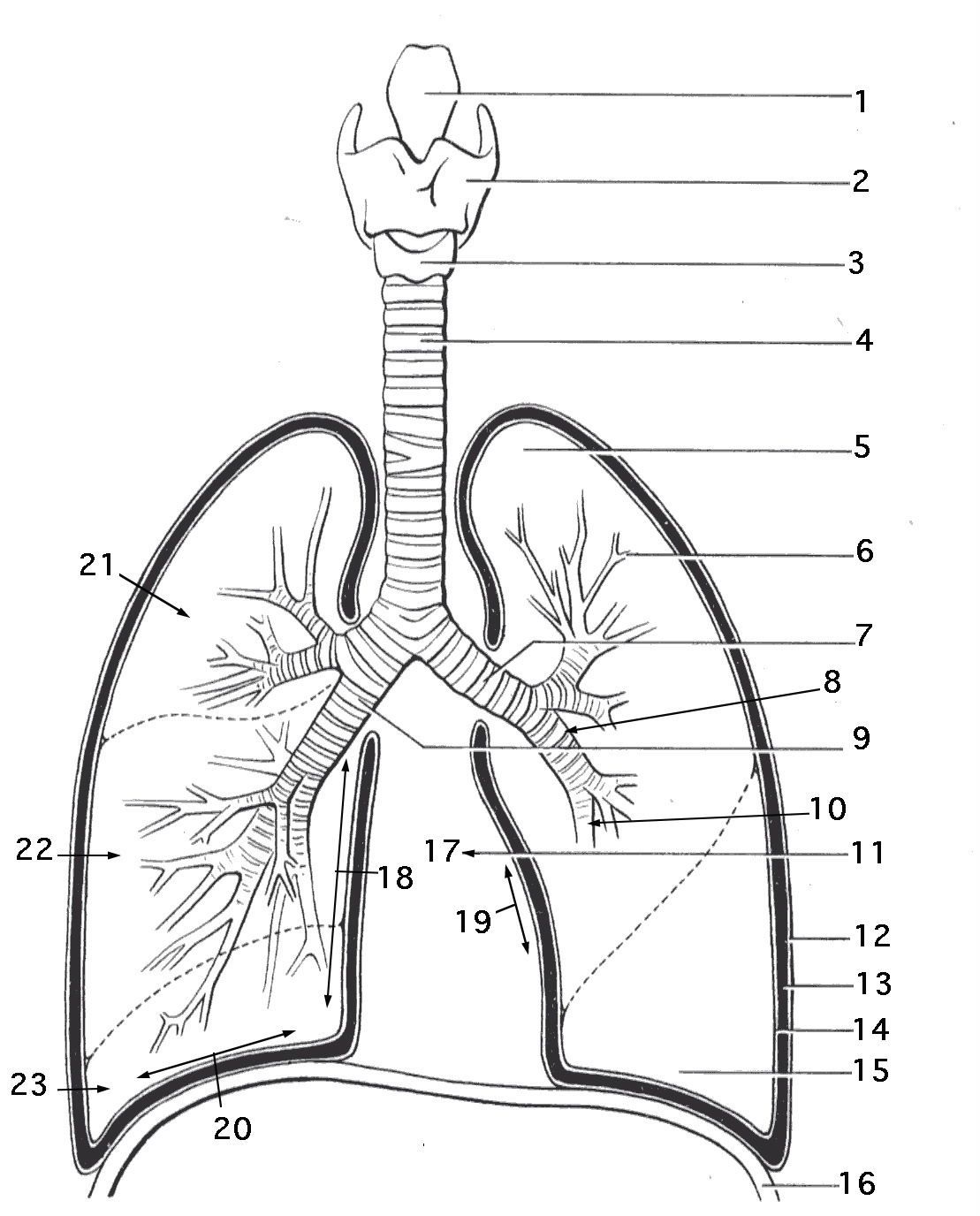 Lungs respiratory system coloring page work sheet for kids