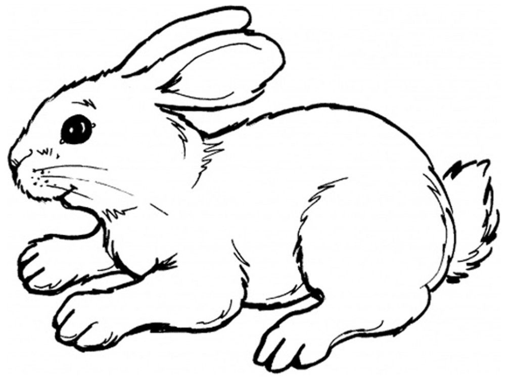 Bunny Rabbits Coloring Pages - Kids Colouring Pages