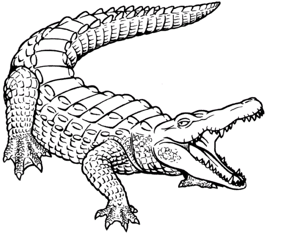 Animal Coloring Free Printable Alligator Coloring Pages For Kids 