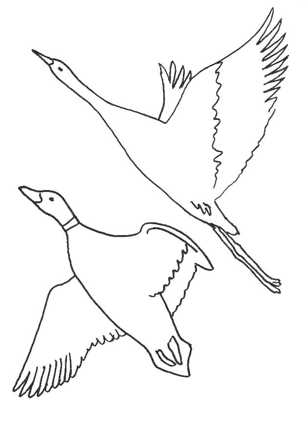 Flying Bird Animal Coloring Picture