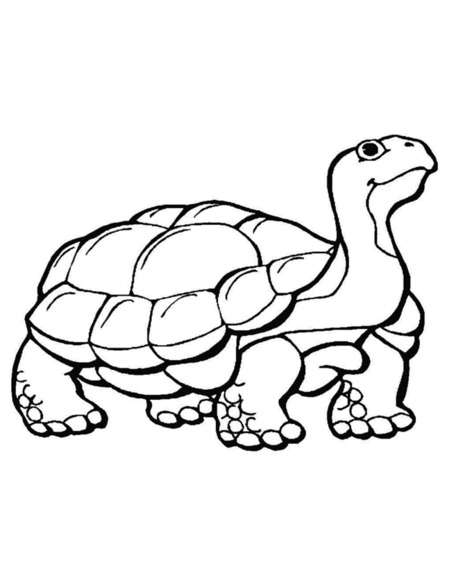 Picture Of Crocodile To Colour | Animal Coloring Pages | Kids 