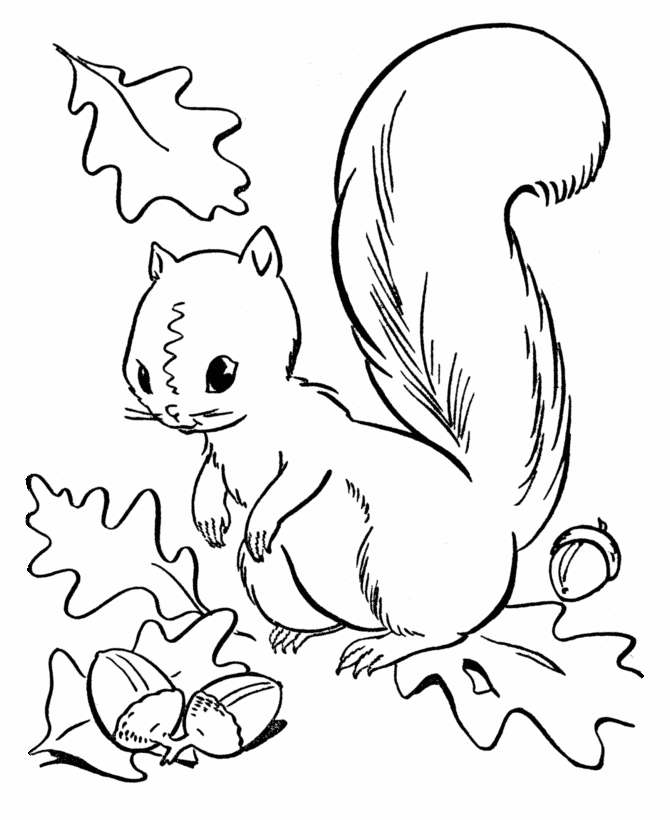 Cute Little Squirrel Coloring Page