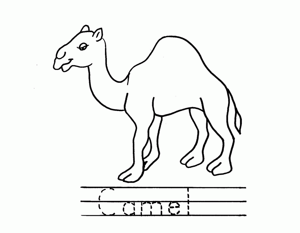 Pix For > Camel Drawing For Kids