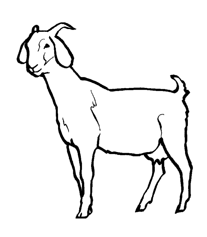 Pygmy Goat Coloring - Kids Colouring Pages