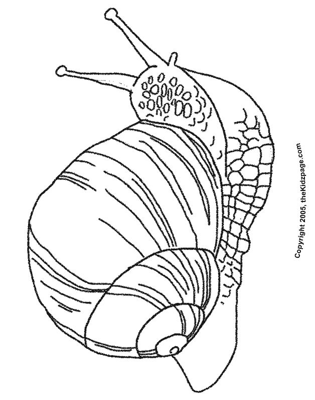 Snail Coloring Page by Coloring Home