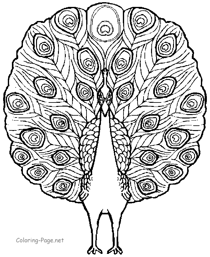 Beautiful peacock coloring page | Art