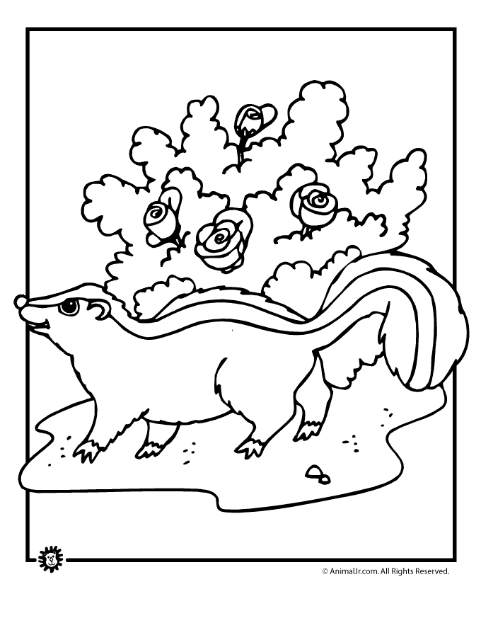 Skunk Coloring Page - Coloring Home