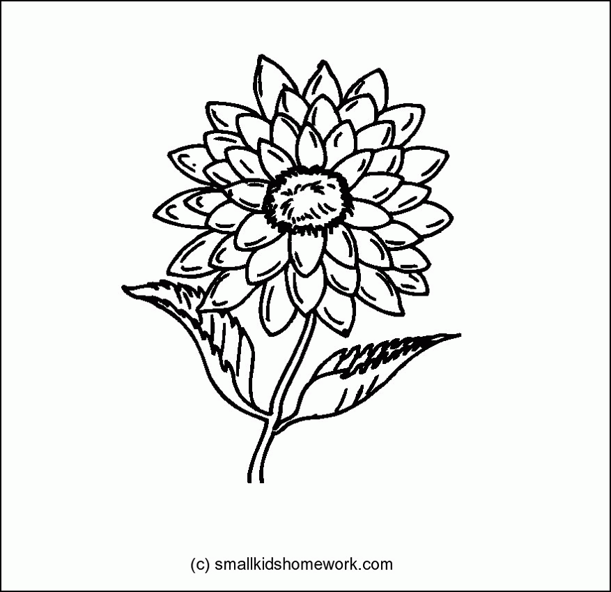 Dahlia Flower Outline and Coloring Picture with facts