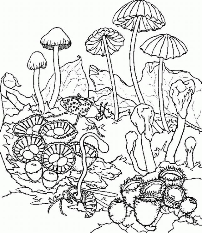 Pattern Coloring Pages Trippy Shroom Pictures Hawaii Images