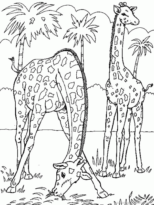 Giraffe Coloring Pages 23 | Free Printable Coloring Pages 