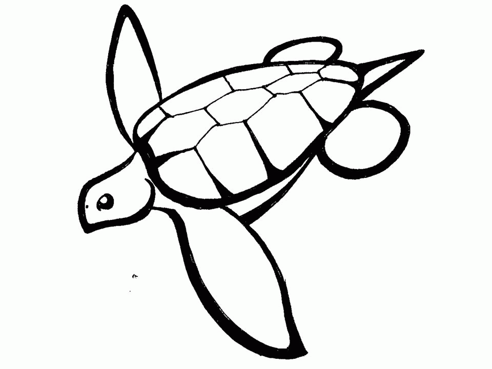 Turtle Outline Car Pictures
