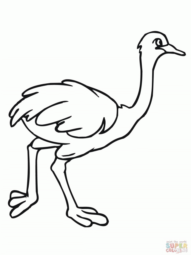 African Ostrich Coloring Online Super Coloring 282770 Ostrich 