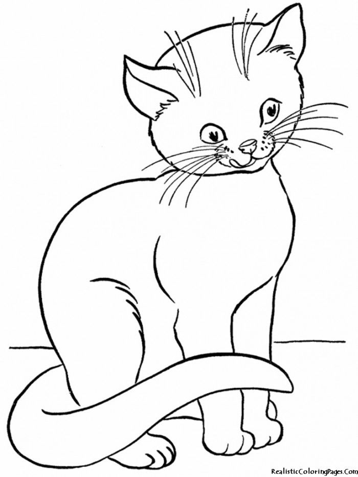 Realistic Cat Coloring Pages | 99coloring.com