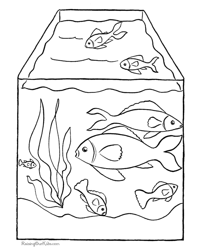 Cute Animals Coon Fish Coloring Pages 900 X 539 78 Kb Jpeg 