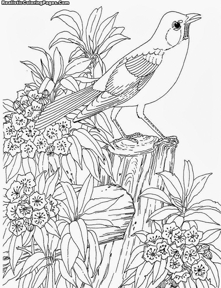 Bird Coloring Pages To Print :Kids Coloring Pages | Printable 