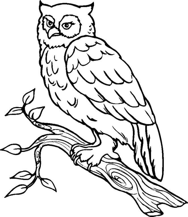 Two Owls On Tree Coloring Page Gif Car Pictures
