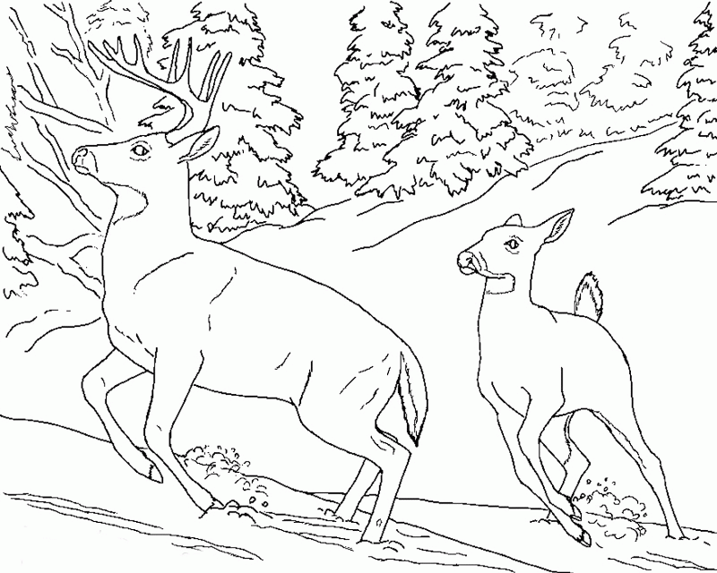 Coloring Pages For Animals | Top Coloring Pages