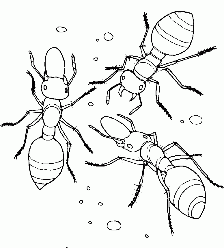 Printables Ant Coloring Pages - Ant Coloring Pages : Girls 