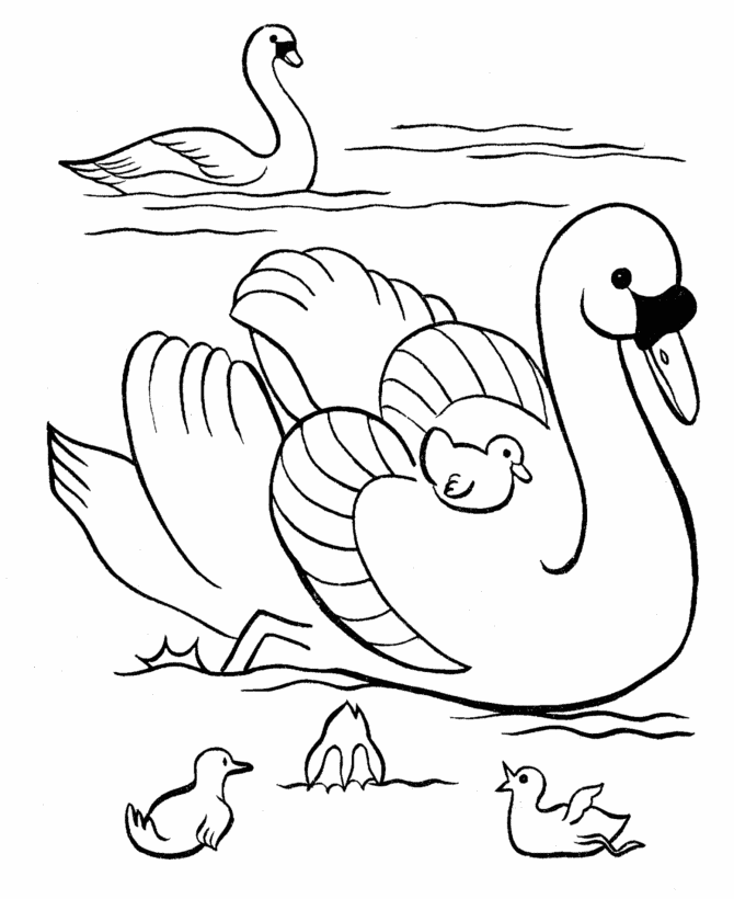 ducks in the lake Colouring Pages