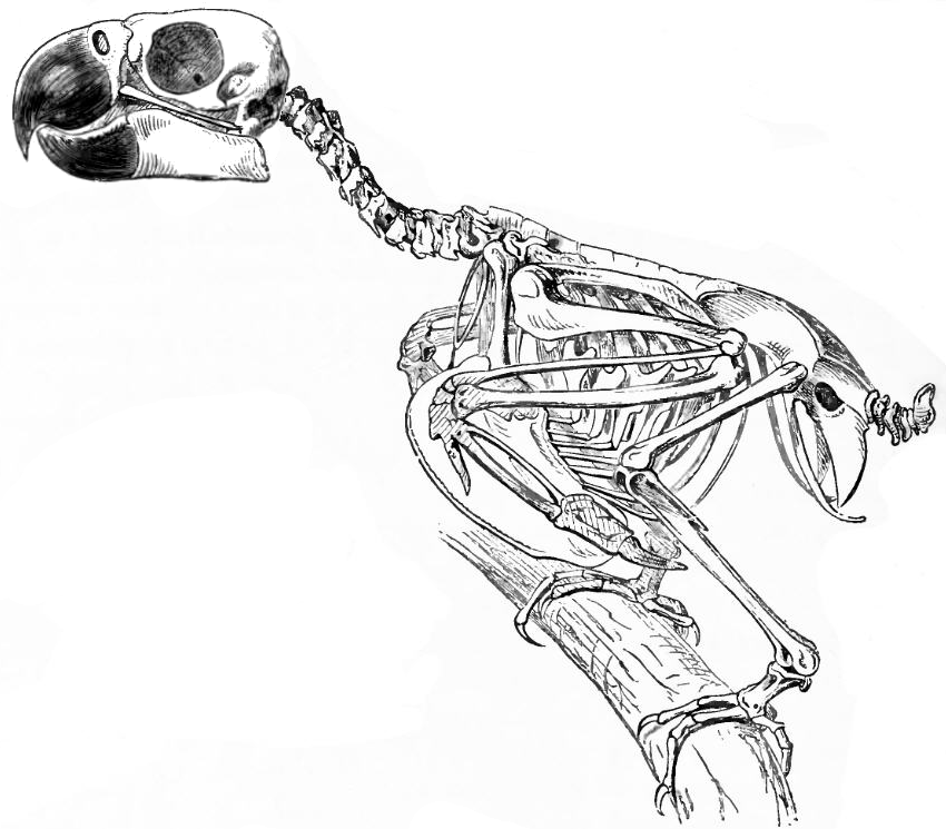 Skeleton of a cockatoo | Cockatoo-info.com