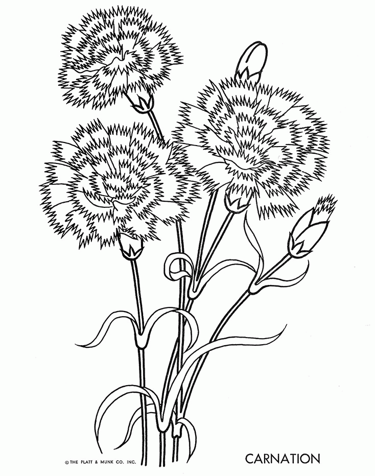  Carnation  Coloring  Page  Coloring  Home