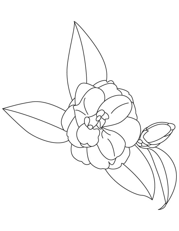 Alabama State Flower Camellia | Download Free Alabama State Flower 