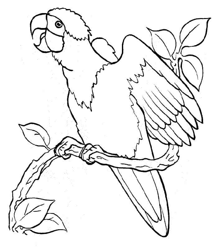 Free-Parrot-Coloring-PagesFree coloring pages for kids | Free 