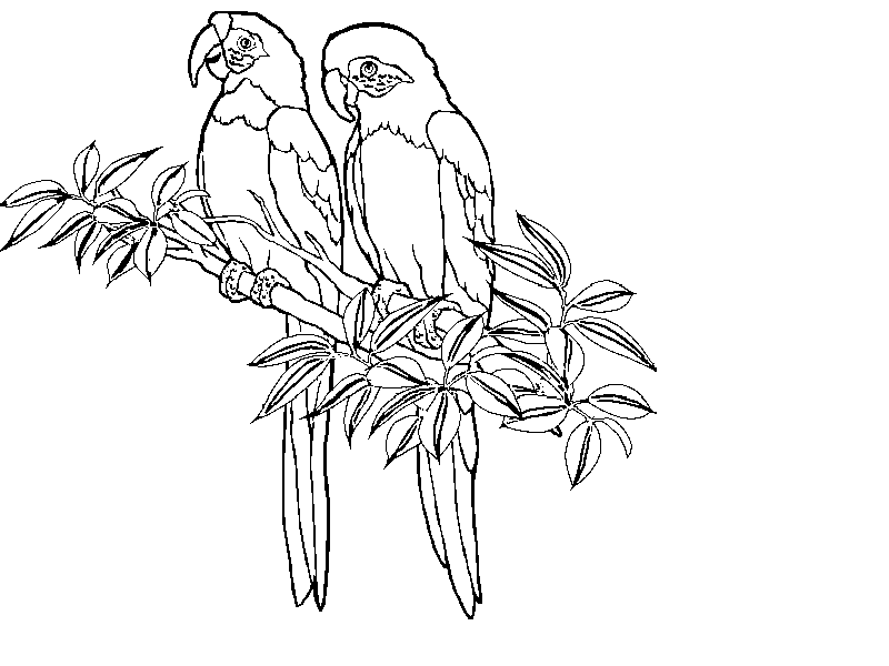 Rainforest Animal Coloring Pages - Free Printable Coloring Pages 