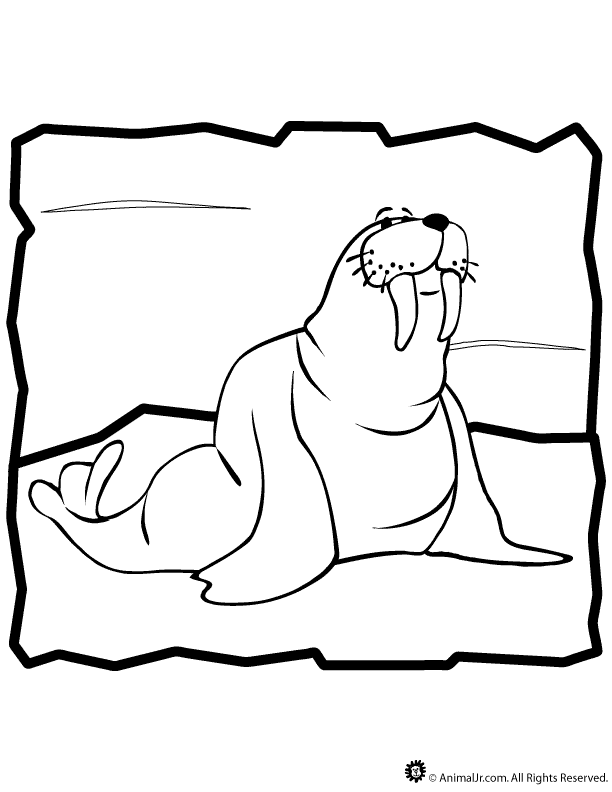 Walrus Coloring Pages | Bulbulk Com