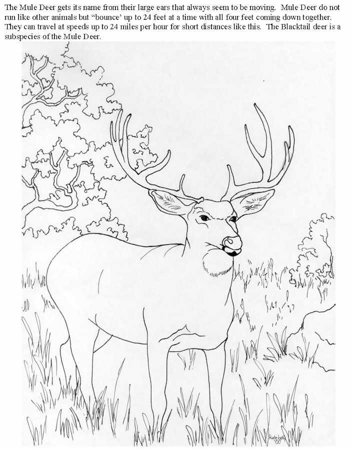 Whitetail deer coloring pages