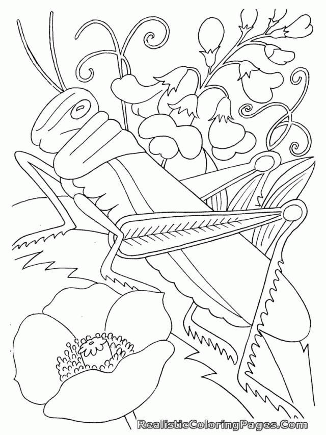 Grasshopper Free Insect Coloring Pages For Kids | Laptopezine.